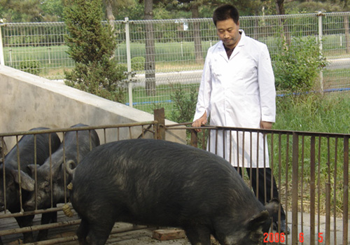 放牧对松辽黑猪血液指标及肉品质的影响,黑龙江畜牧兽医,2016(01)